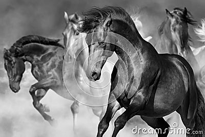 Horse portrait in motion Stock Photo