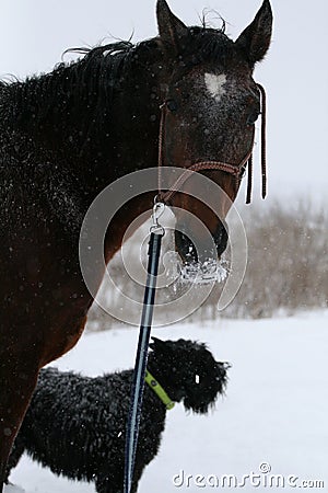 Horse portrait during a snowfall with a dog in the field Stock Photo