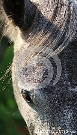 Horse profile close-up Stock Photo