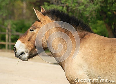 Horse Przewalski detail Heads, Stock Photo