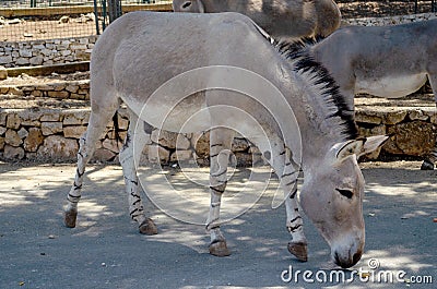 Horse Przewalski in Fasano Apulia safari zoo Italy Stock Photo