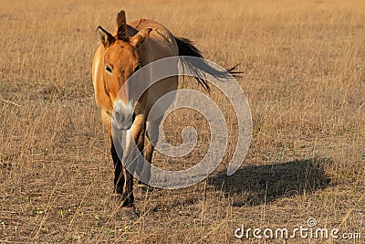 Horse Przewalski`s animal in steppe, Askaniya-Nova, Ukraine Stock Photo