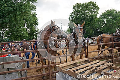 Horse pull at Adams, Tennessee during the 51st annual Tennessee Kentucky Threshermen Show Editorial Stock Photo