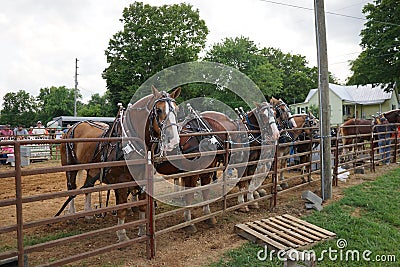 Horse pull at Adams, Tennessee during the 51st annual Tennessee Kentucky Threshermen Show Editorial Stock Photo