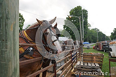 Horse pull at Adams, Tennessee during the 51st annual Tennessee Kentucky Threshermen Show Editorial Stock Photo