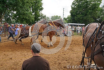 Horse pull at Adams, Tennessee during the 51st annual Tennessee Kentucky Threshermen Show Editorial Stock Photo