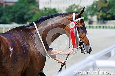 Horse race. Portrait of a horse winner Editorial Stock Photo