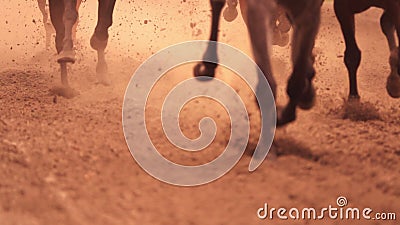 Legs of Horses Galloping. Slow Motion Stock Footage - Video of ride,  equine: 124186992