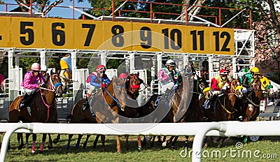 Horse Racing in Barbados - just out of the starting gates Editorial Stock Photo