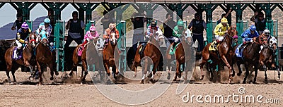 Racehorses pick up speed as they clear the gate. Editorial Stock Photo