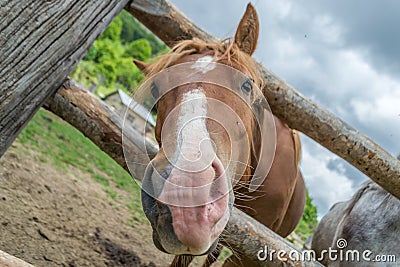 Horse on the ranch Stock Photo