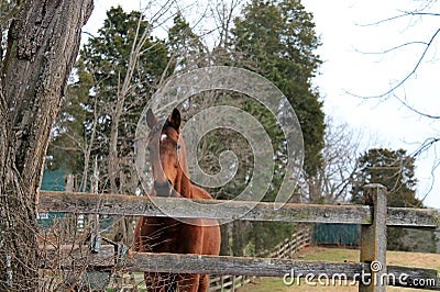 Horse ranch in virginia Stock Photo