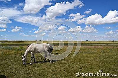 Horse on a Wyoming Ranch Stock Photo
