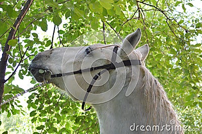 Horse Stock Photo