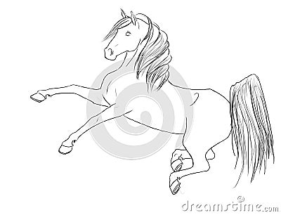 Horse Rear Line Art Equine Horses Stallion Black White Drawing Stock Photo