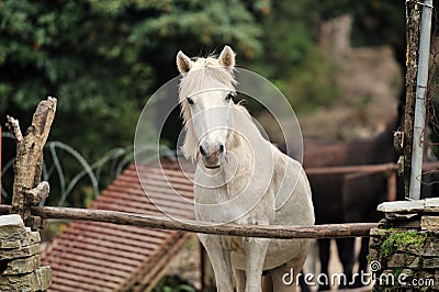 Horse relax Stock Photo