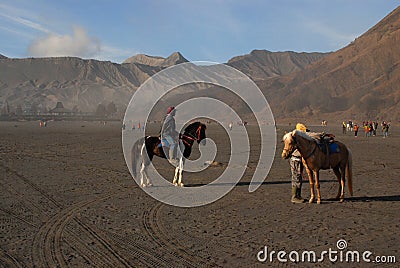 Horse for rent in Bromo mountain Editorial Stock Photo