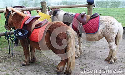 Miniature Horses Stock Photo