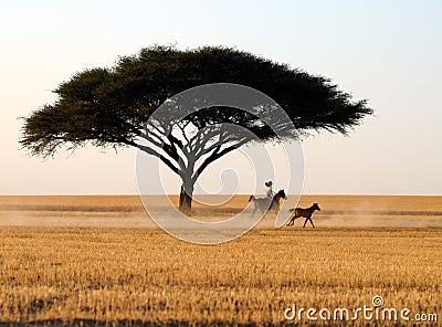 Horse rider Stock Photo