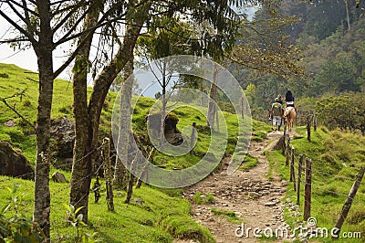 Horse riding in Cocora valley, Colombia Editorial Stock Photo