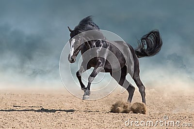 Horse run in dust Stock Photo