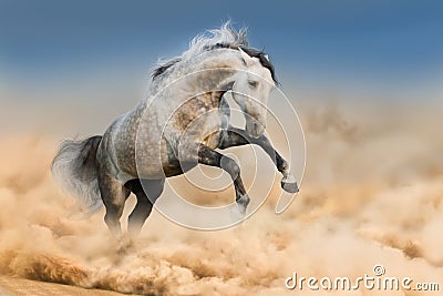 Horse run in dust Stock Photo