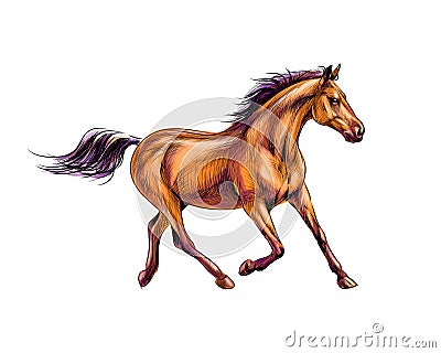 Horse run gallop from splash of watercolors. Hand drawn sketch Vector Illustration