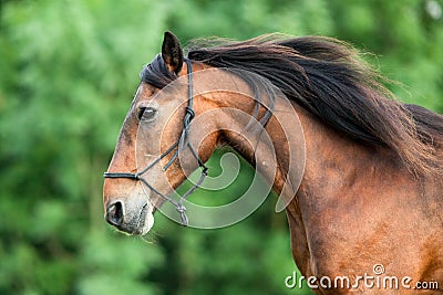 Horse run and galopping free in meadow, frontal Stock Photo