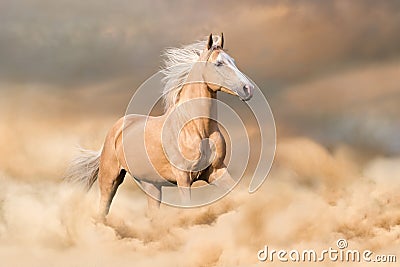 Horse run Stock Photo