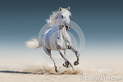 Horse run Stock Photo