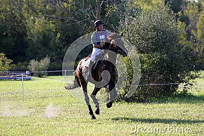 Horse running in a competition Editorial Stock Photo