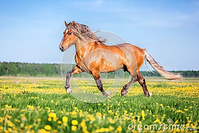 Horse running free on the pasture. Stock Photo