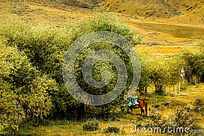 Horse at Ruoergai Grassland, Gansu, China Stock Photo