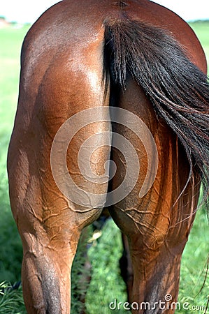 Horse's Stock Photo