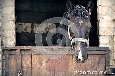 The horse's head in the stable is sticking out of the stall Stock Photo