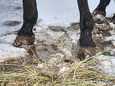 Horse& x27;s hooves pressed in nature ground in winter Stock Photo