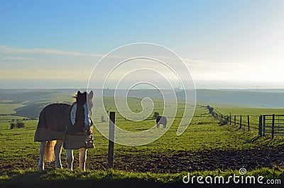 Horse's on pasture land at Devils's in East Sussex, England. Stock Photo