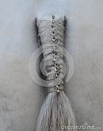 Horse's plaited tail Stock Photo