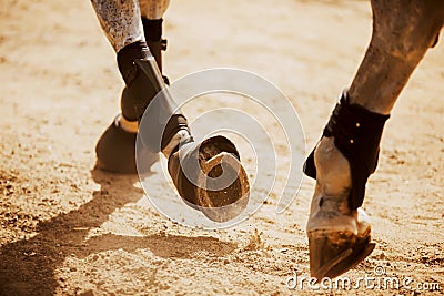 The horse's shod hooves tread on the sand, raising dust on a sunny day. Equestrian sports Stock Photo