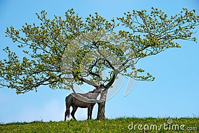 Horse scratching under a tree Stock Photo