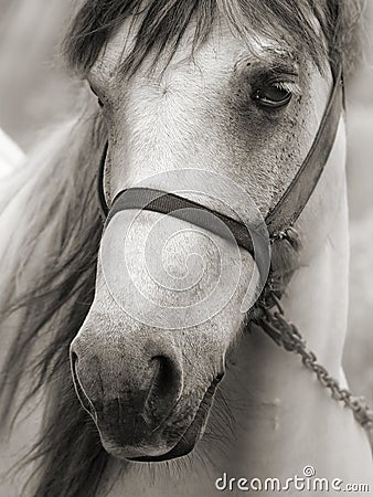 Horse in sepia Stock Photo