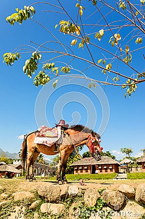 Horse service traveler at countryside of Thailand at Santichon Stock Photo