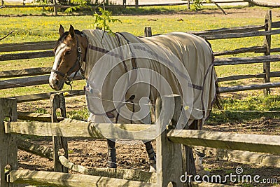 Horse with Sheet on in Corral in Shade Stock Photo