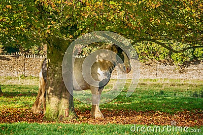 Horse sheltering under tree on Minchinhampton Common; The Cotswolds; Gloucestershire Stock Photo