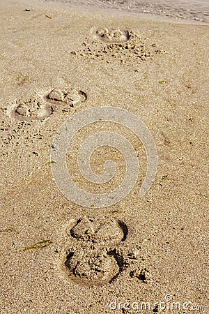 Horse shoe imprint on a warm sand. Equestrian abstract background Stock Photo