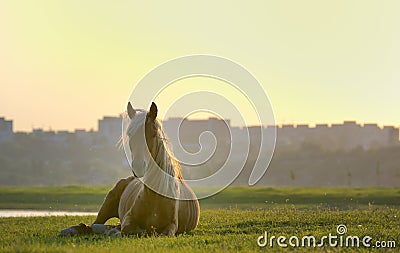 Horse sitting down Stock Photo