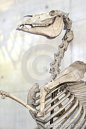 Horse skeleton. Bones Editorial Stock Photo