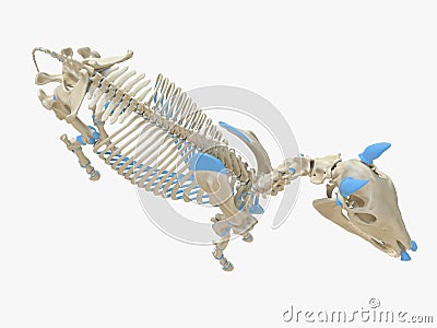 The horse skeleton Cartoon Illustration