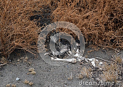 Horse skeleton left in bushes Stock Photo