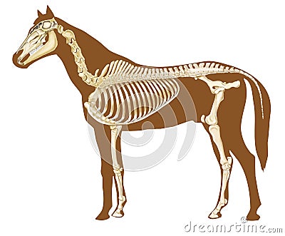 Horse skeleton section Stock Photo